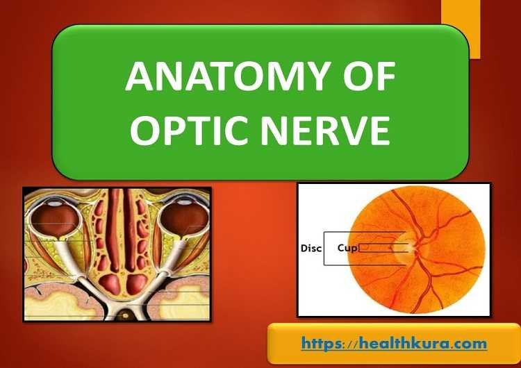 auditory nerve definition psychology