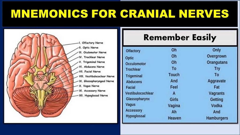 acronym-for-cranial-nerves-mnemonic-dirty-funny-cn-remember-fast