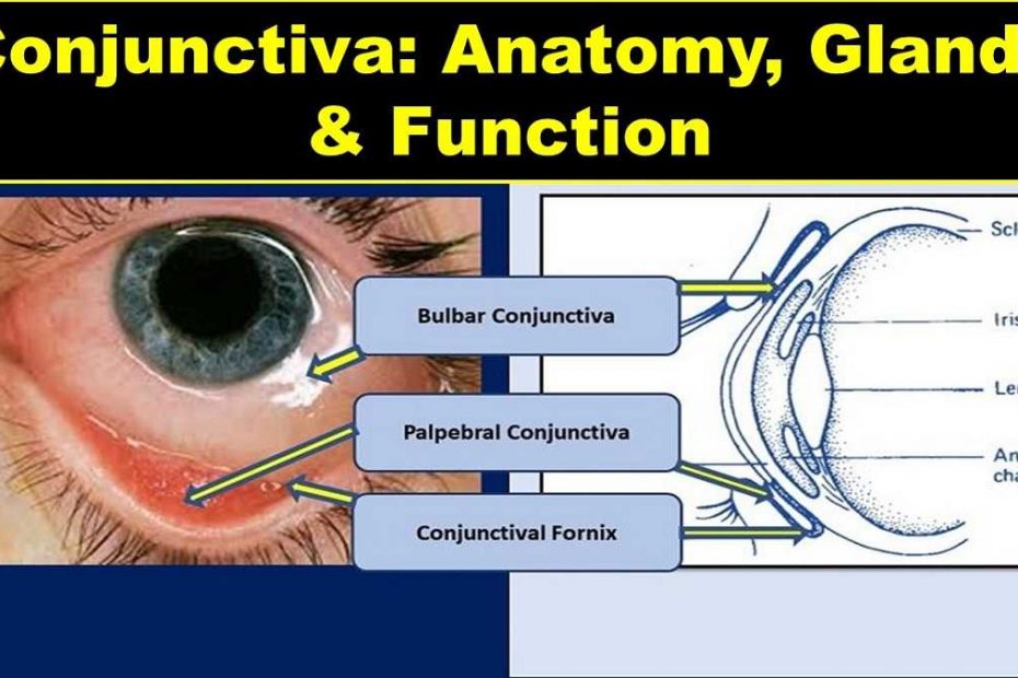 anatomy-of-conjunctiva-of-eye-glands-functions