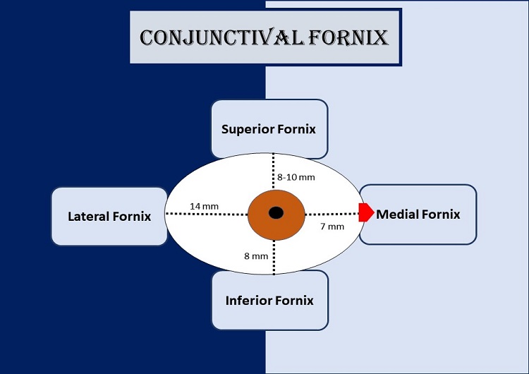 conjunctival-fornix-of-eye