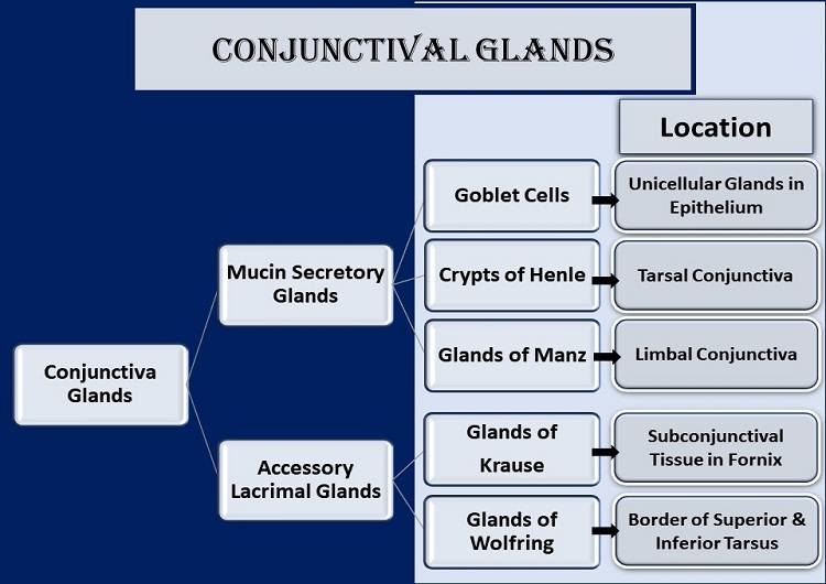 conjunctival-glands