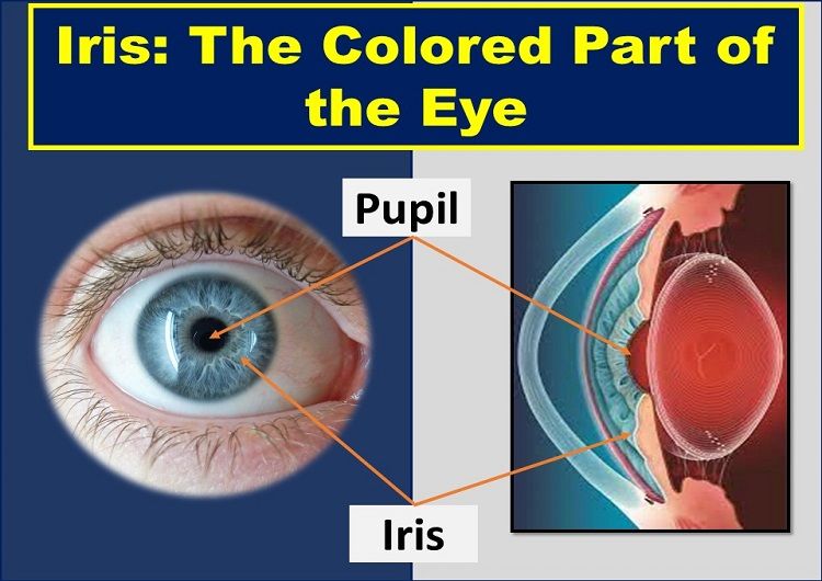 colored-part-of-eye-iris-function-anatomy-definition