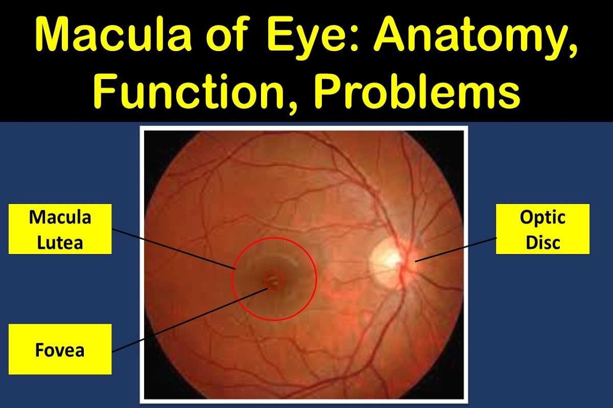 Macula Lutea Of The Eye Anatomy Function Problems Health Kura