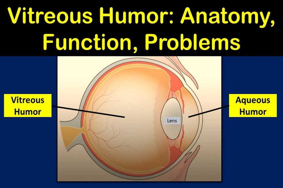 vitreous-humor-body-anatomy-function-problems