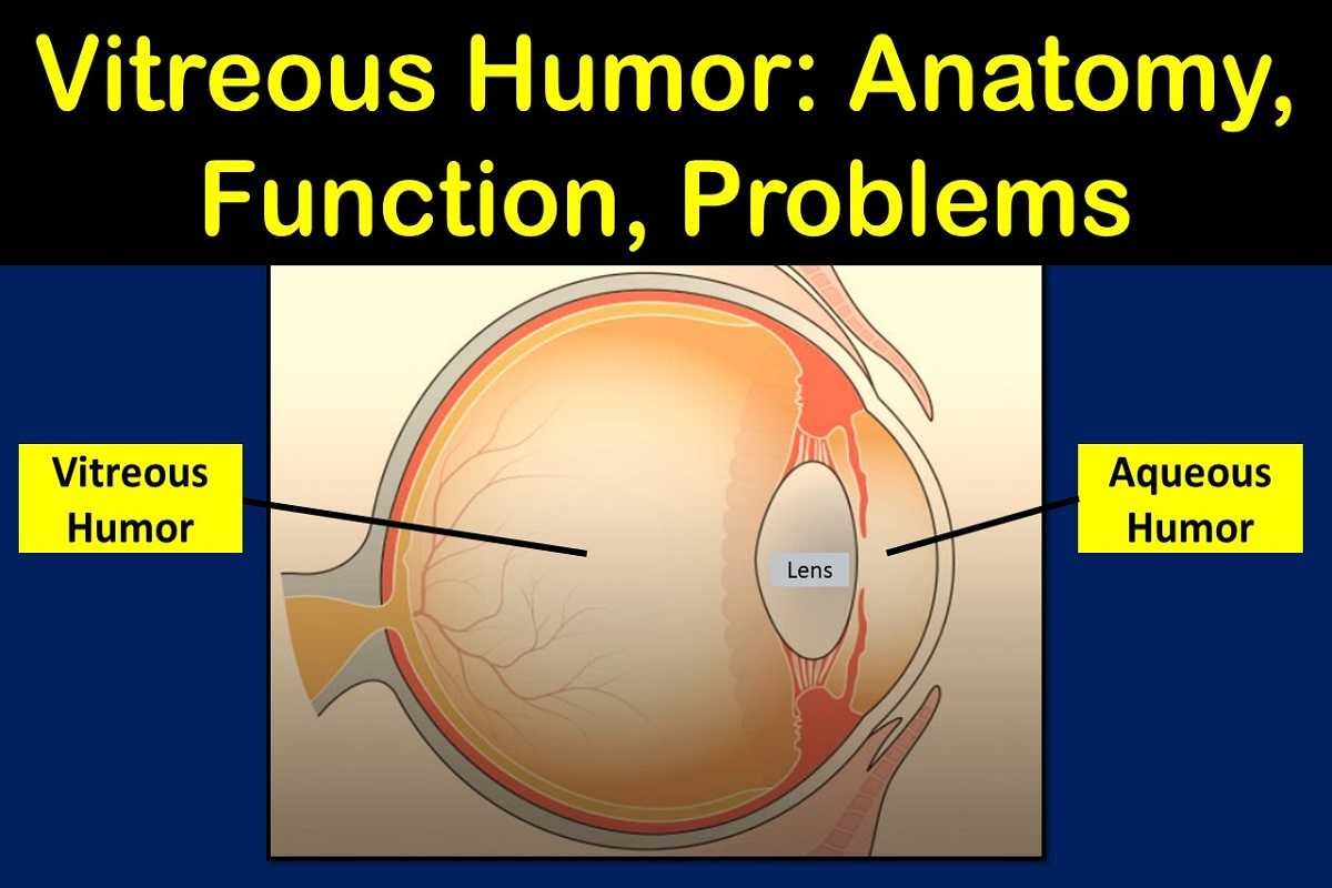 What Is Vitreous Humour In Eye